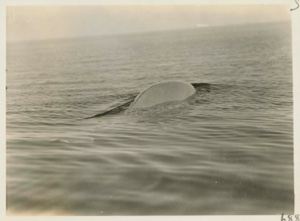 Image of White whale rising to surface